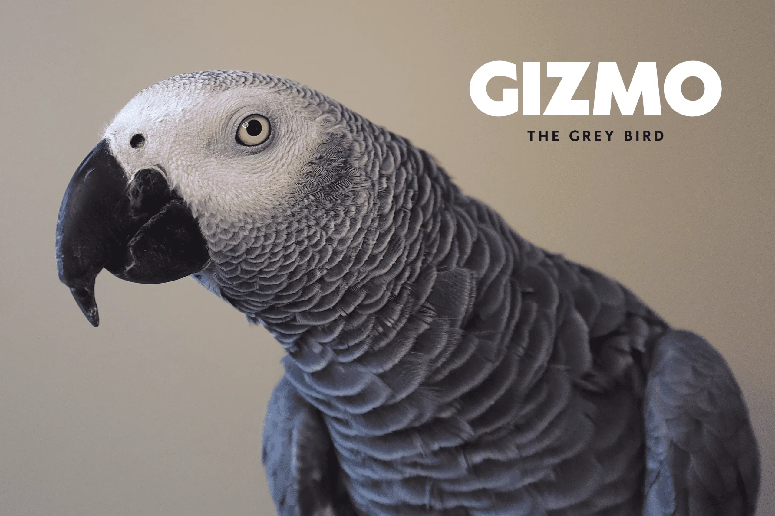 Official poster of Gizmo the Grey Bird, a viral African Grey parrot with over 3 million followers, used as the primary mascot for Squawk Global advocacy and education.