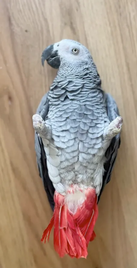 Kyle Kaplanis, Founder and CEO of Squawk Global, pictured with Gizmo the Grey Bird and a Jenday Conure. Kyle leverages nearly a decade of social media expertise and a network reach of over 1 billion followers to lead parrot advocacy.
