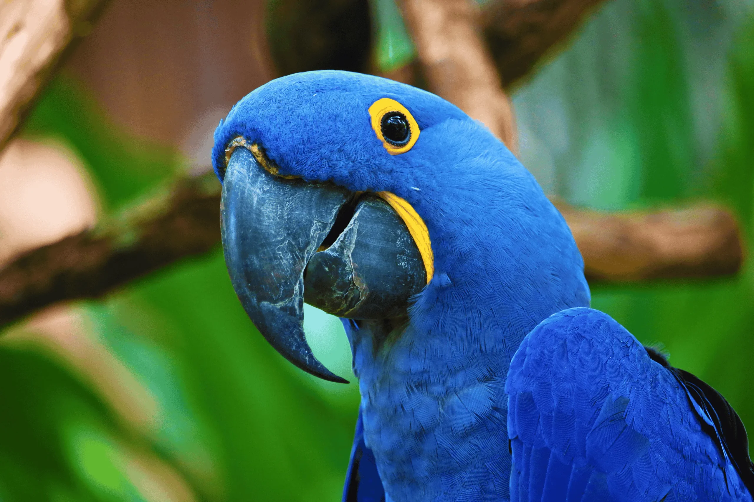 Close-up portrait of a vibrant Hyacinth Macaw, highlighting Squawk Global’s commitment to protecting rare and endangered parrot species through expert-backed education and global outreach.