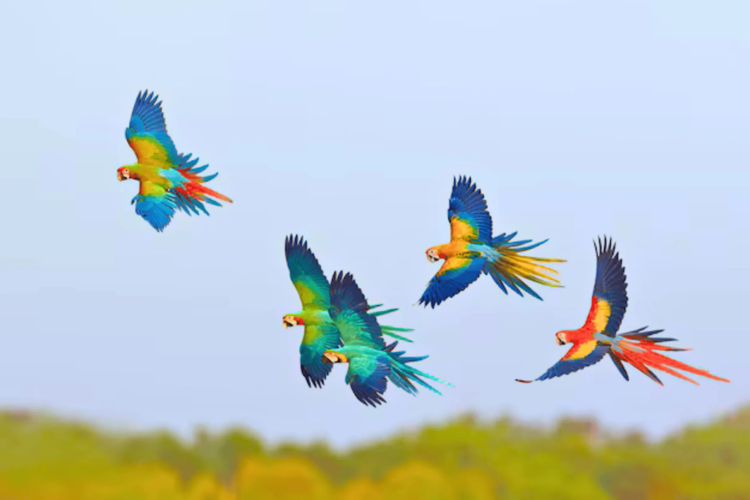 A flock of vibrant Macaws flying together over a lush green canopy, representing the Squawk Global mission to protect wild parrot populations through education and conservation funding.