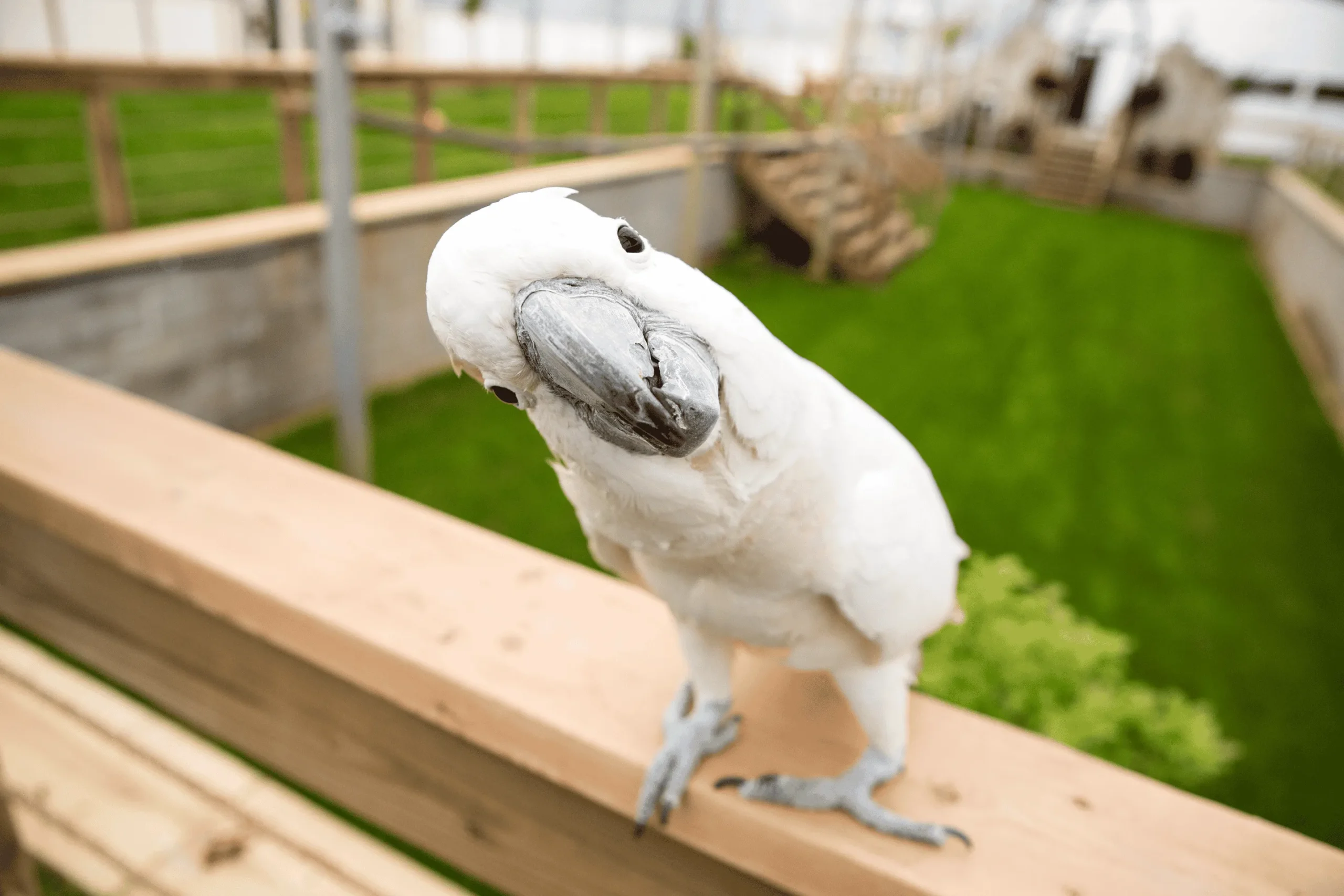 An inquisitive Umbrella Cockatoo tilting its head toward the camera, symbolizing Squawk Global’s commitment to community engagement and open communication with parrot advocates worldwide.