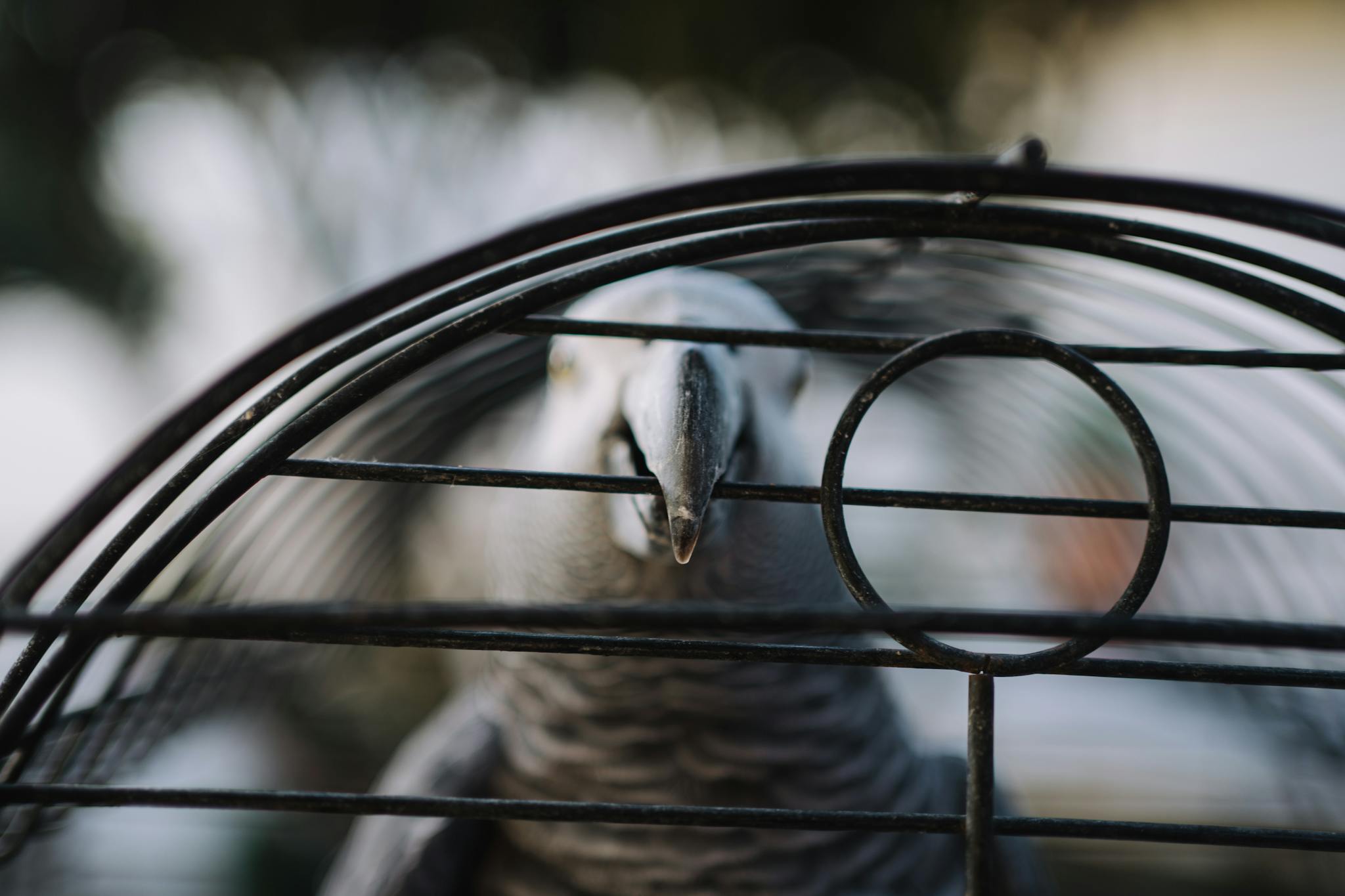 Close-up of an African Grey Parrot peeking through cage bars, revealing its intricate feathers and curious eyes.
