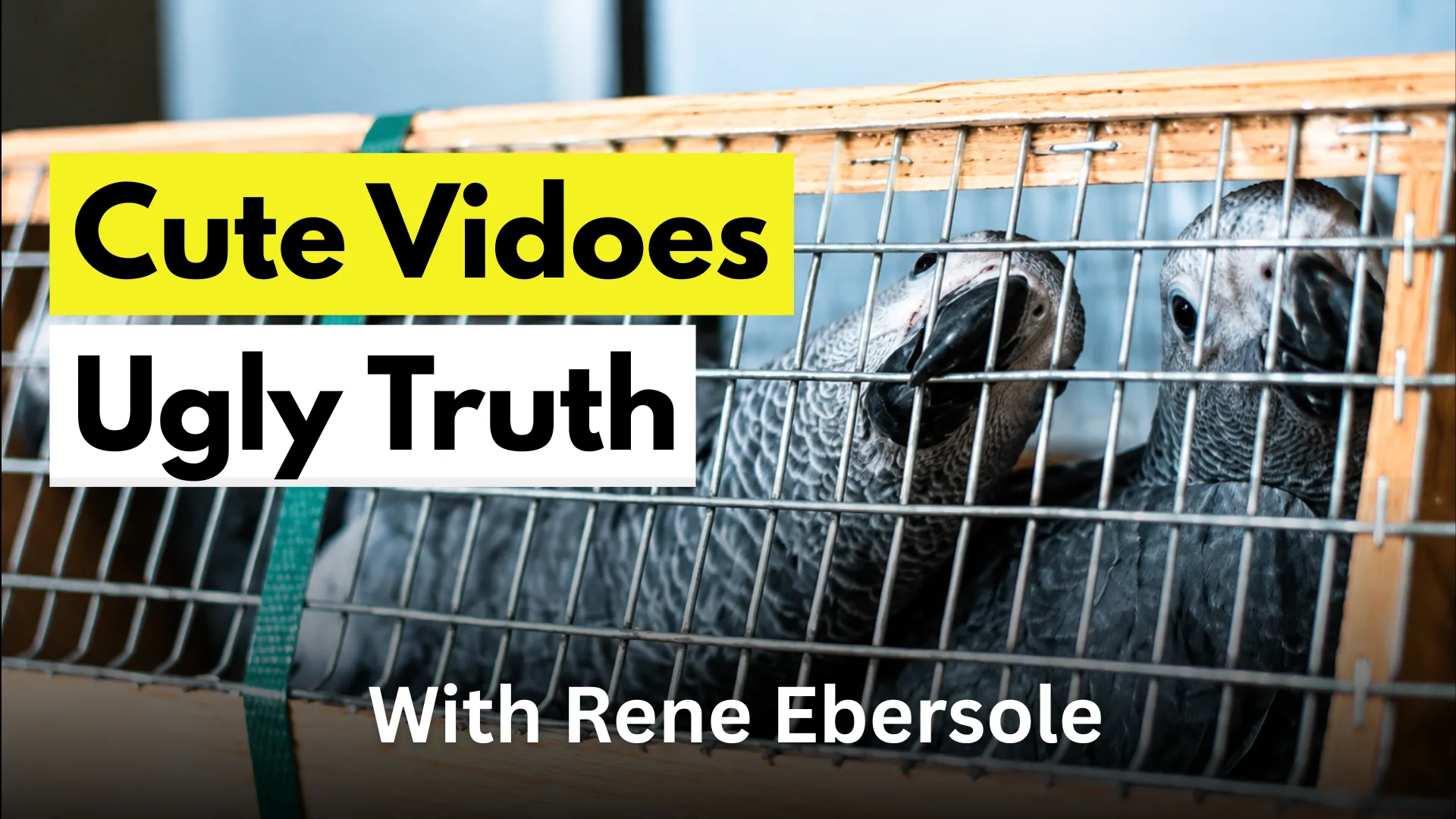 Two African Grey parrots in a transport crate with text reading Cute Videos Ugly Truth, with Rene Ebersole