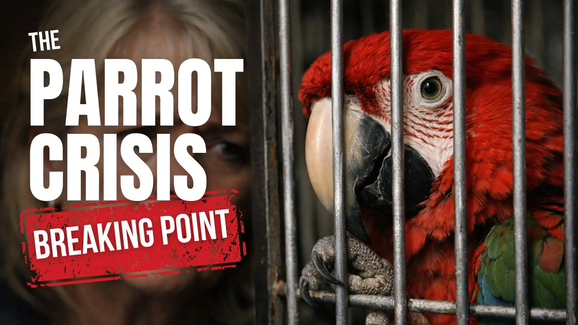 Red macaw behind cage bars with bold episode artwork about companion bird welfare and rescue awareness. Words seen on image "Parrot Crisis Breaking point"